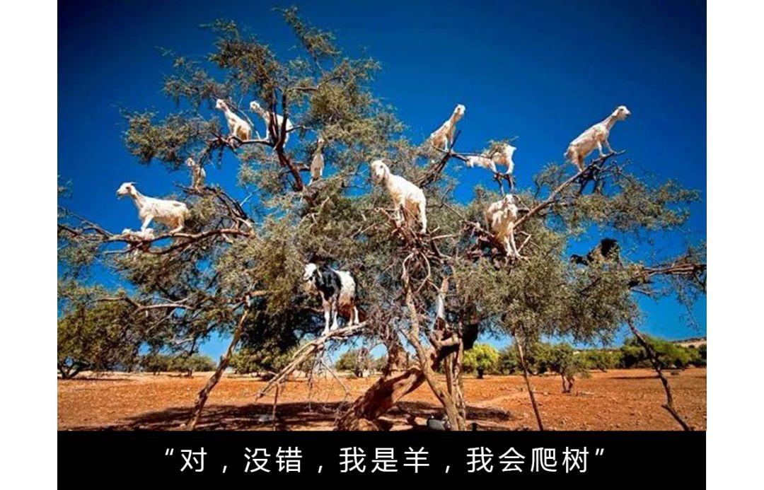 山羊这种生物，究竟有多牛？