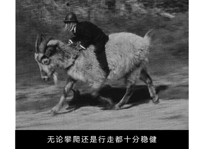 山羊这种生物，究竟有多牛？