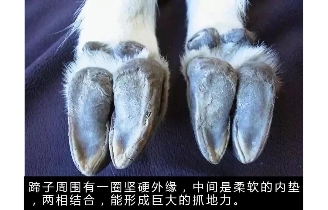 山羊这种生物，究竟有多牛？