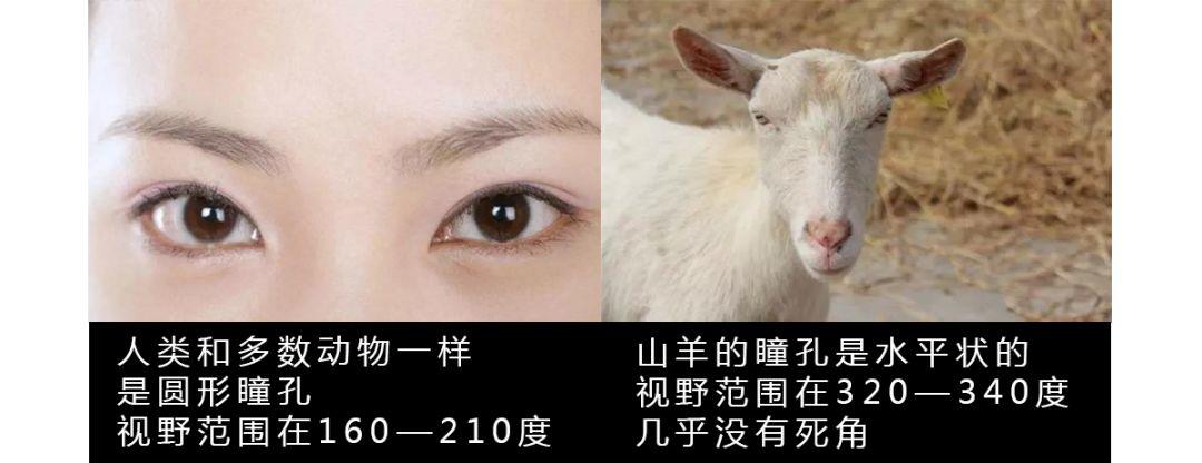 山羊这种生物，究竟有多牛？