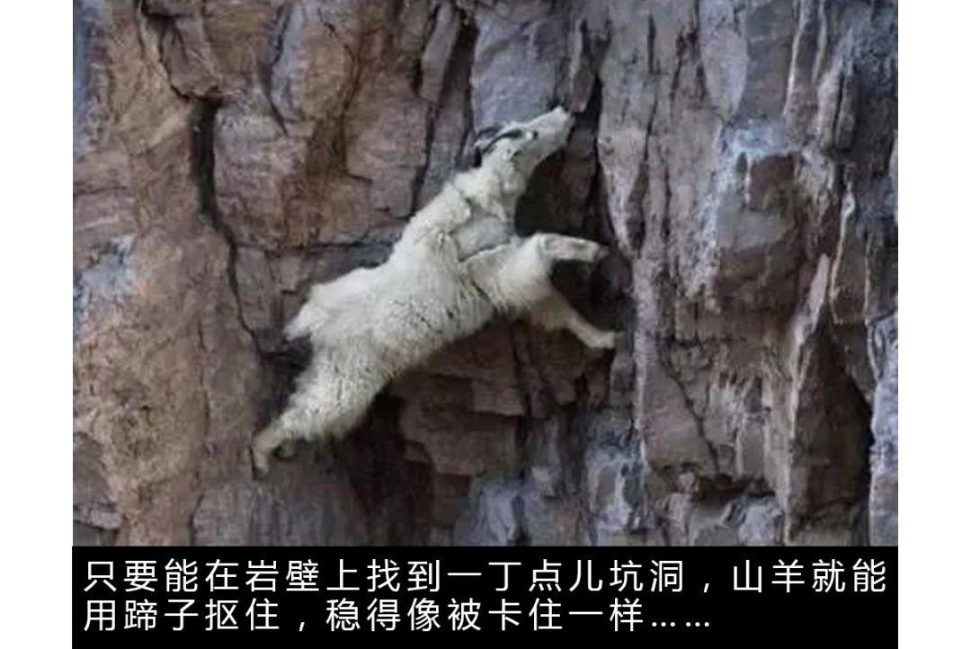 山羊这种生物，究竟有多牛？