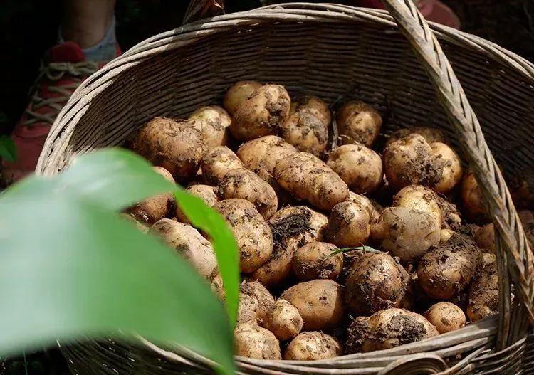 国家土豆地理：一个在历史进程中产生巨大作用的小东西