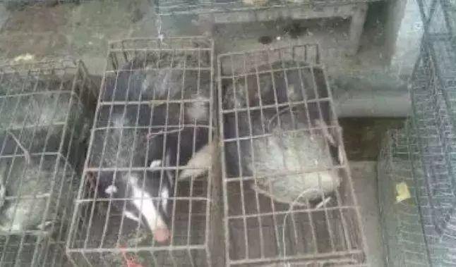 野味交易的游击战争