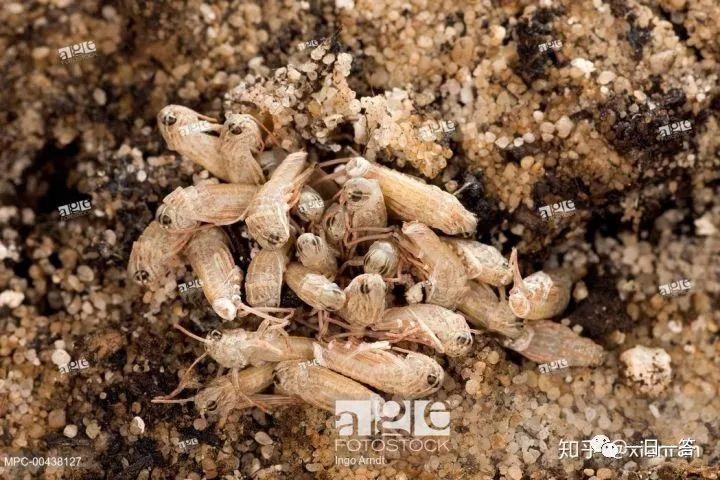 蝗灾有没有蔓延到中国境内的可能性？问题比你想的更严重