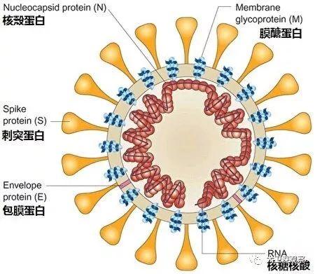 新冠病毒神秘来源