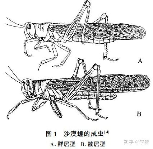 4000亿沙漠蝗虫逼近中国边境！恐怖风暴背后的三大悬念