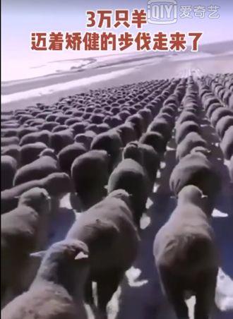 羊羊羊羊羊……蒙古送30000只羊抗疫，全国人民笑了，政府愁了