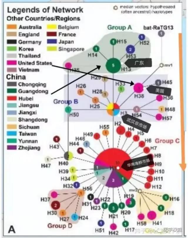 外交部发言人正式提出美国放的毒，可能是美军把疫情带到武汉！
