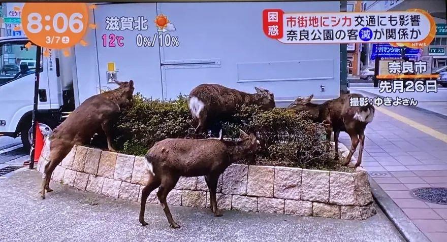 少了中国游客，整个生态圈都乱了！
