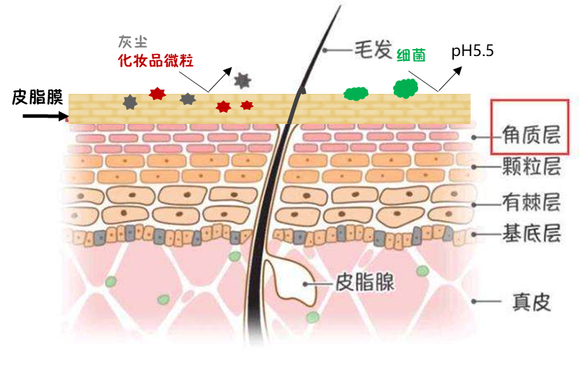 你知道洗面奶真实的逻辑吗?你每天在用的东西也许正在伤害你 你知道洗面奶真实的逻辑吗?你每天在用的东西也许正在伤害你