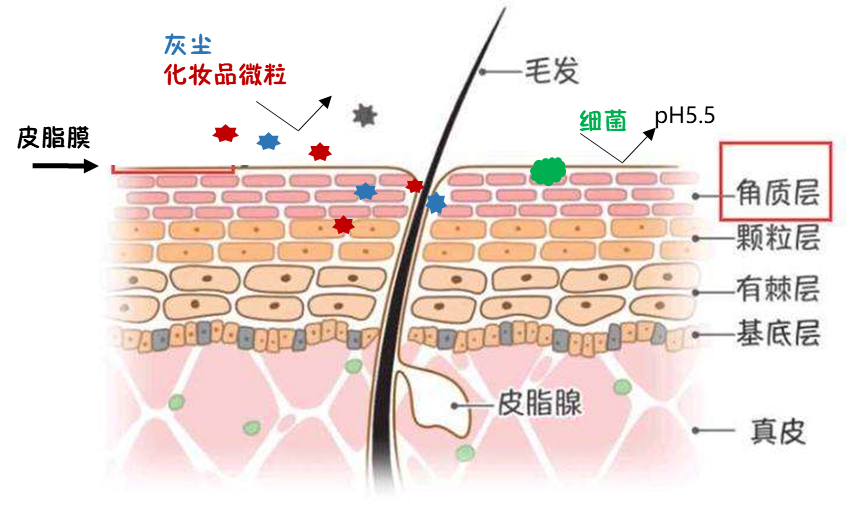 你知道洗面奶真实的逻辑吗?你每天在用的东西也许正在伤害你 你知道洗面奶真实的逻辑吗?你每天在用的东西也许正在伤害你