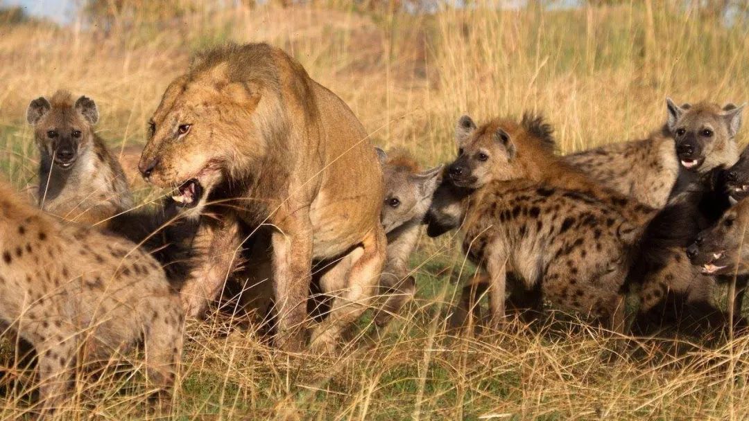 鬣狗也敢惹狮子？
