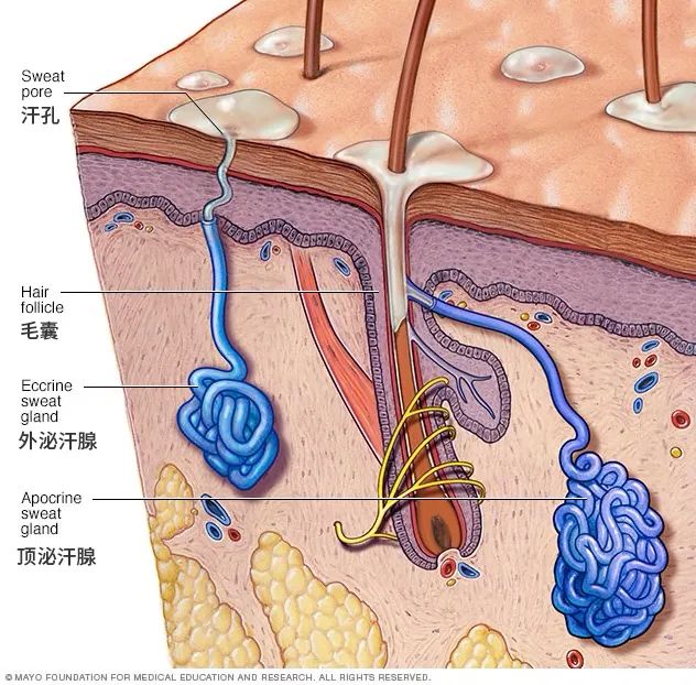 把人熏晕的狐臭，可能比人类的历史还要久