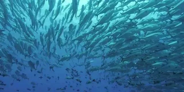 日本刚刚决定:福岛100多万吨核废水倒入太平洋! 日本刚刚决定:福岛100多万吨核废水倒入太平洋!