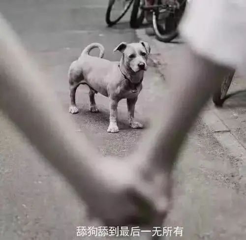 深度 | 加拿大，舔狗的不归路