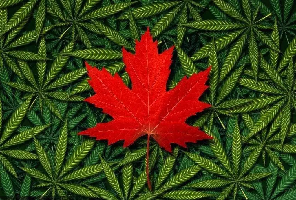 深度 | 加拿大，舔狗的不归路