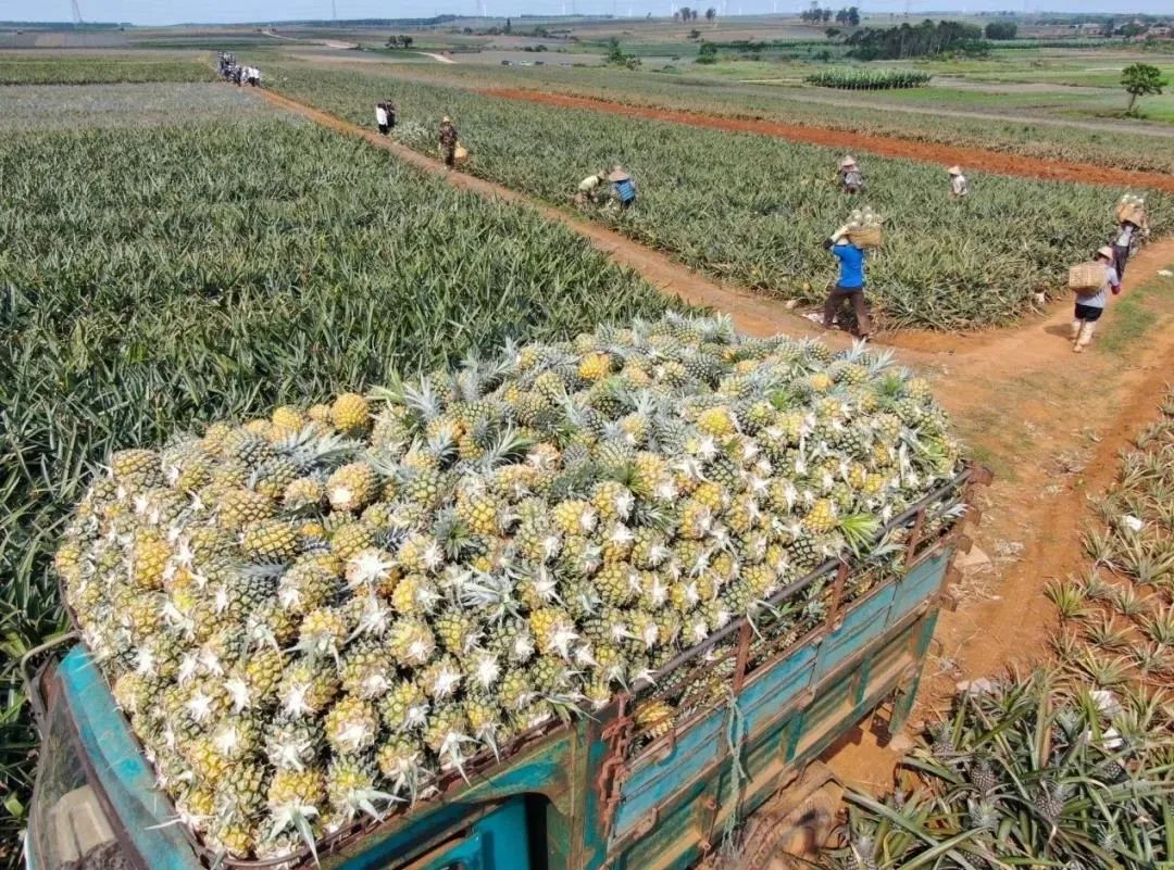 开始收网！大陆禁止进口台湾菠萝