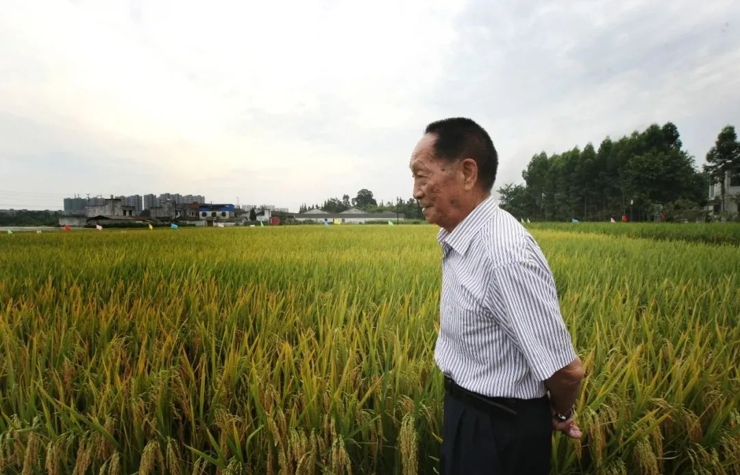 原创 | 纪念袁隆平：杂交水稻对于中国意味着什么？