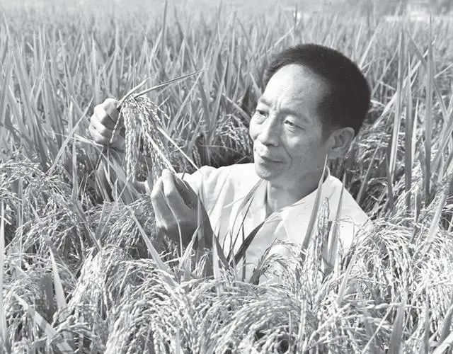 原创 | 纪念袁隆平：杂交水稻对于中国意味着什么？