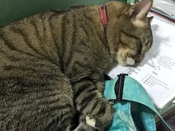 不能复读、强制5:5分流，中考才是真正的一考定终身？