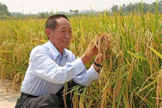 袁隆平院士去世，他才是这个时代真正的巨星！