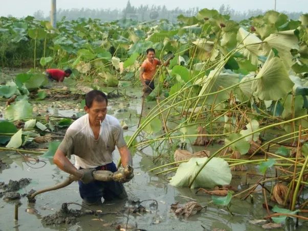 中国是怎么生产这么多粮食，足够养活十多亿人的？是靠进口还是自给自足？