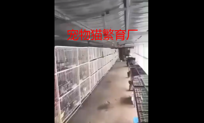 你家的猫，来自地狱