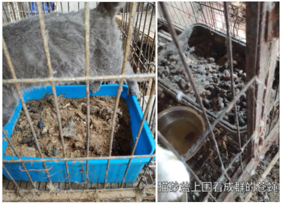 你家的猫,来自地狱 你家的猫,来自地狱