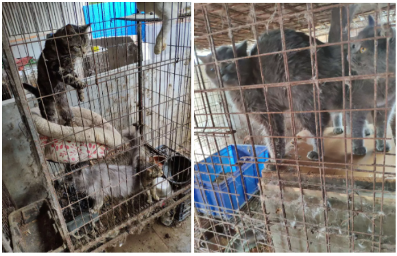 你家的猫,来自地狱 你家的猫,来自地狱