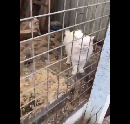 你家的猫,来自地狱 你家的猫,来自地狱