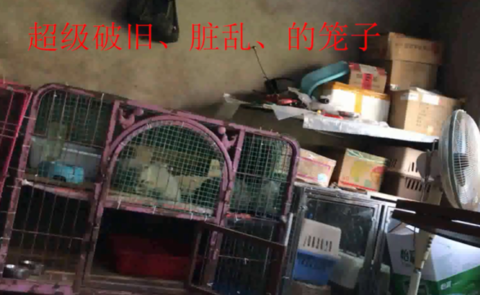你家的猫,来自地狱 你家的猫,来自地狱