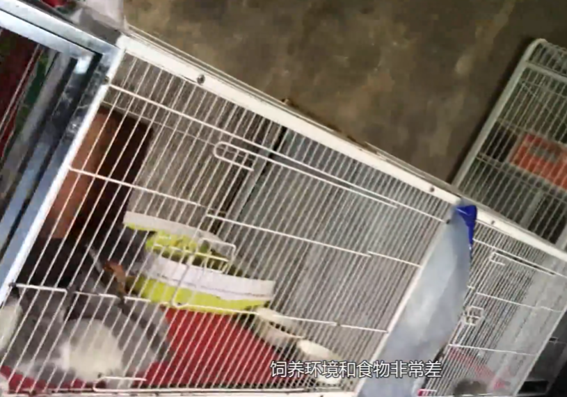 你家的猫,来自地狱 你家的猫,来自地狱