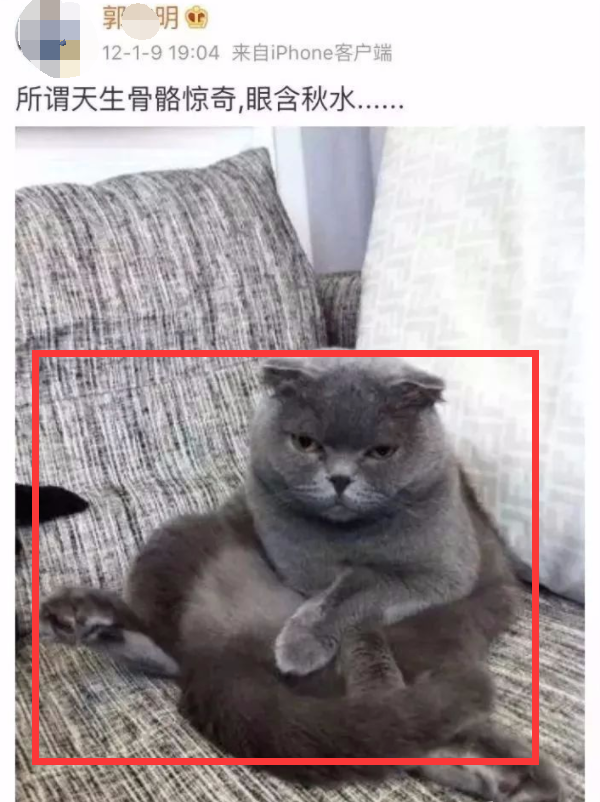 你家的猫，来自地狱