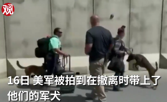就算是30万只羊，塔利班一个星期也抓不完