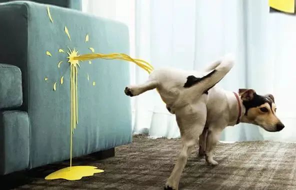 揉猫狗的脑袋它们就一脸满足,是喜欢我吗?别天真了,人类 揉猫狗的脑袋它们就一脸满足,是喜欢我吗?别天真了,人类