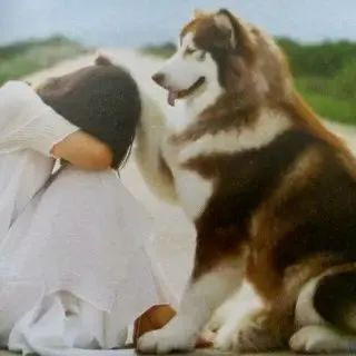 揉猫狗的脑袋它们就一脸满足,是喜欢我吗?别天真了,人类 揉猫狗的脑袋它们就一脸满足,是喜欢我吗?别天真了,人类