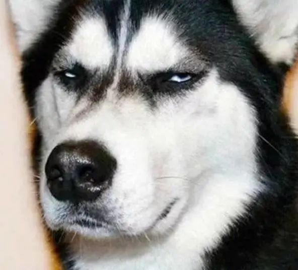 揉猫狗的脑袋它们就一脸满足,是喜欢我吗?别天真了,人类 揉猫狗的脑袋它们就一脸满足,是喜欢我吗?别天真了,人类
