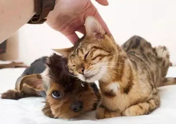 揉猫狗的脑袋它们就一脸满足,是喜欢我吗?别天真了,人类 揉猫狗的脑袋它们就一脸满足,是喜欢我吗?别天真了,人类