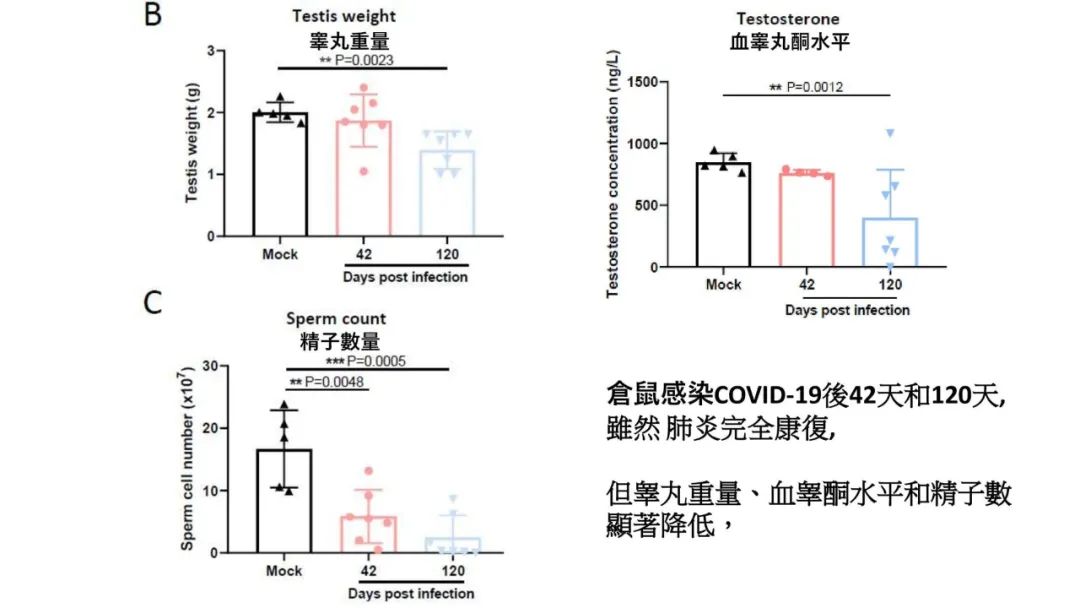 实锤了!香港院士团队发现,奥密克戎引起睾丸急性损伤和萎缩! 实锤了!香港院士团队发现,奥密克戎引起睾丸急性损伤和萎缩!