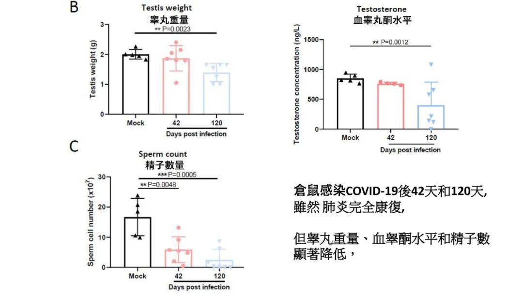 实锤了！香港院士团队发现，奥密克戎引起睾丸急性损伤和萎缩！