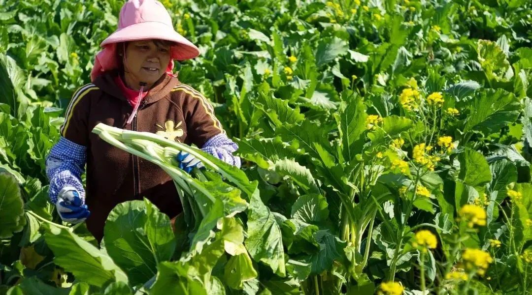 南方人对青菜的执念，北方人不懂！